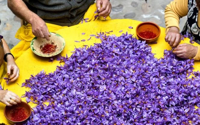 Κρόκος Κοζάνης: Το φάρμακο της Ελληνικής γης – Βασικό συστατικό της φαρμακευτικής (Εικόνες-Βίντεο)